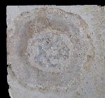 Hibolithes sp. (MONTFORT 1808) & Becherschwamm indet. - Bild &copy; FossNet FossilienStore